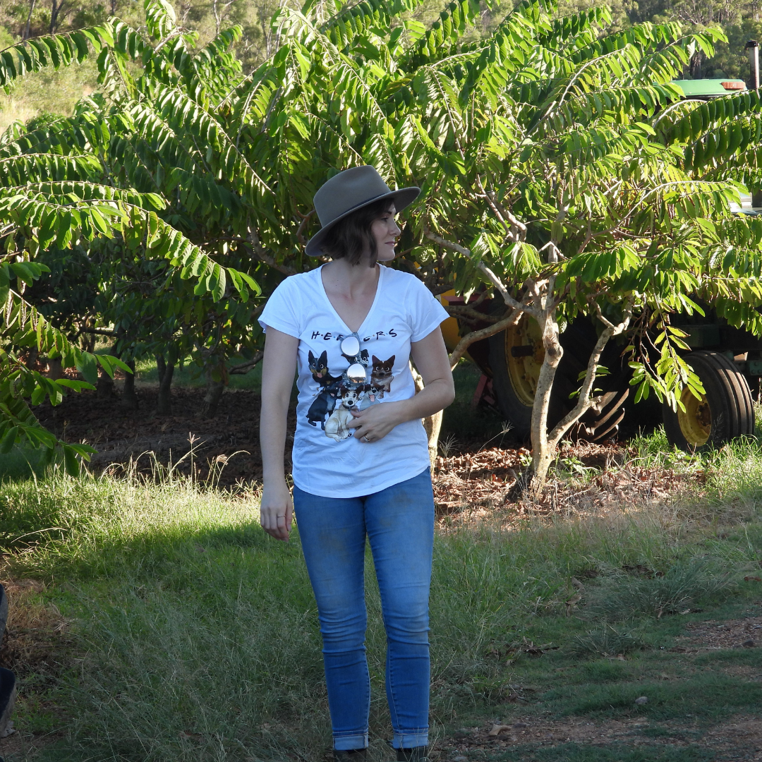 womens,ladies, cotton tee, cotton tshirt, blue heeler, cattle dogs, friends, scooped neck tee. white